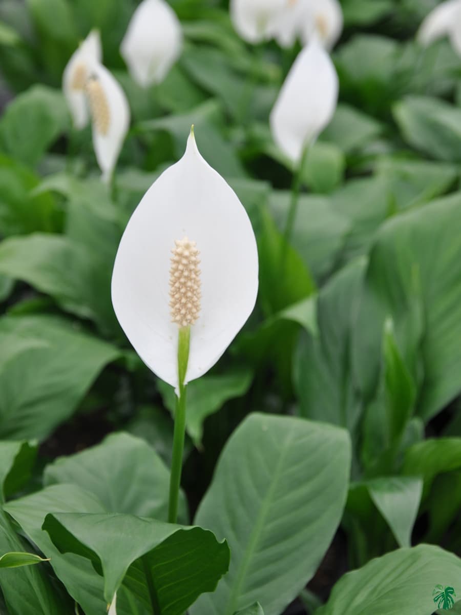 Peace Lily - plants that live in water