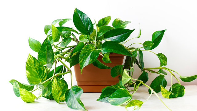 Pothos - plant that grow in water only