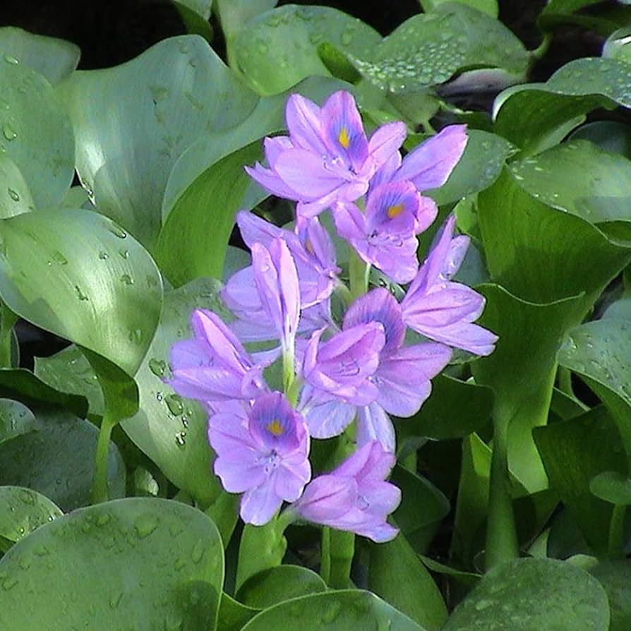 Water Hyacinth - plants that grow in water without soil