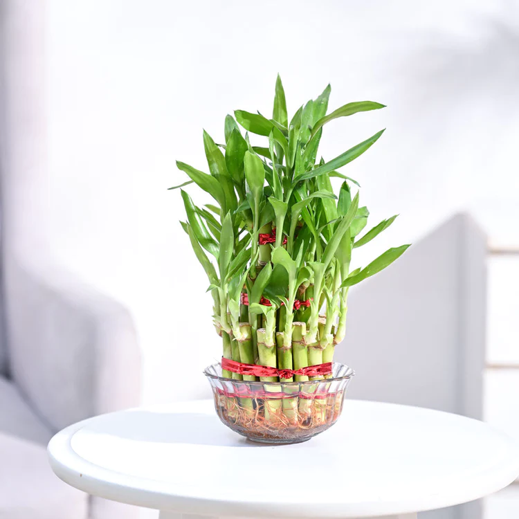 magic bamboo plant that grow in water