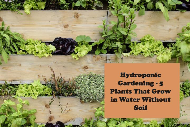 plants that grow in water without soil