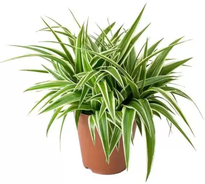 Spider Plant